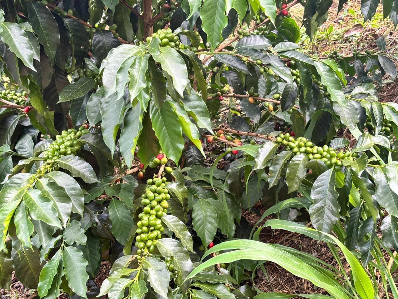 Cerezas de café verdes en la rama