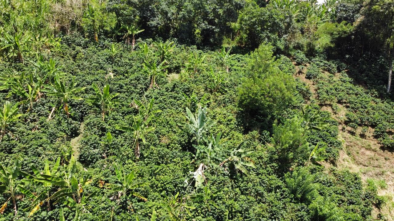 Cultivo de café en las montañas del suroeste antioqueño