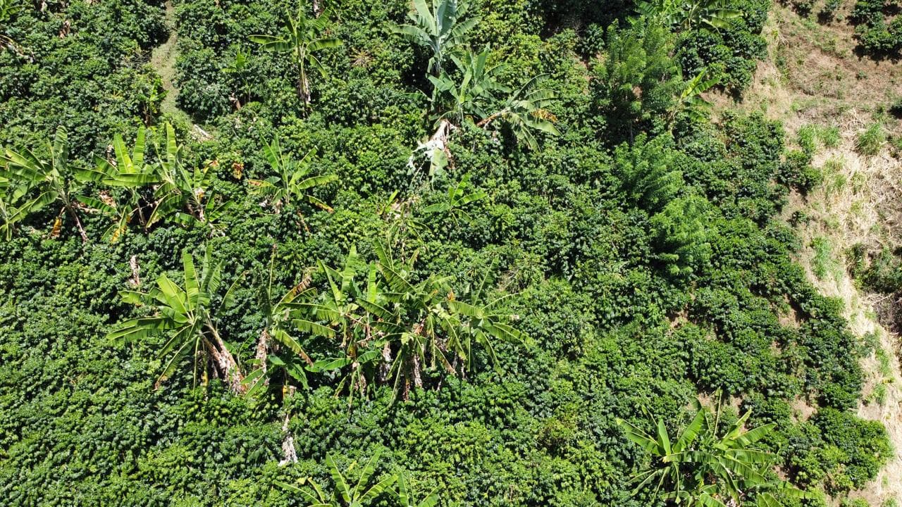 Vista aérea del cultivo de café en la montaña