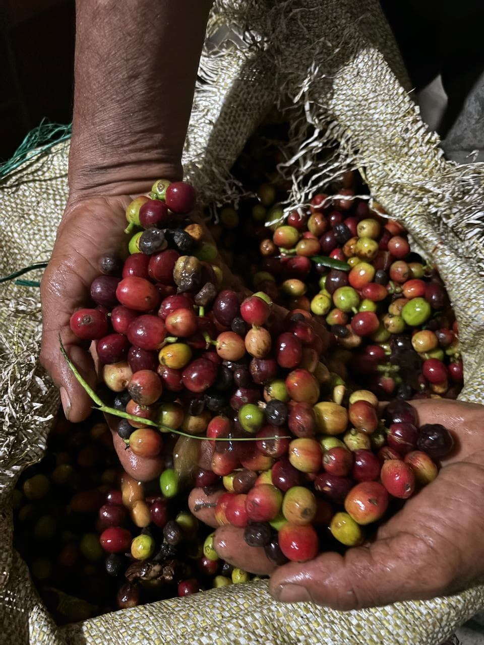 Manos sosteniendo cerezas de café recién recolectadas
