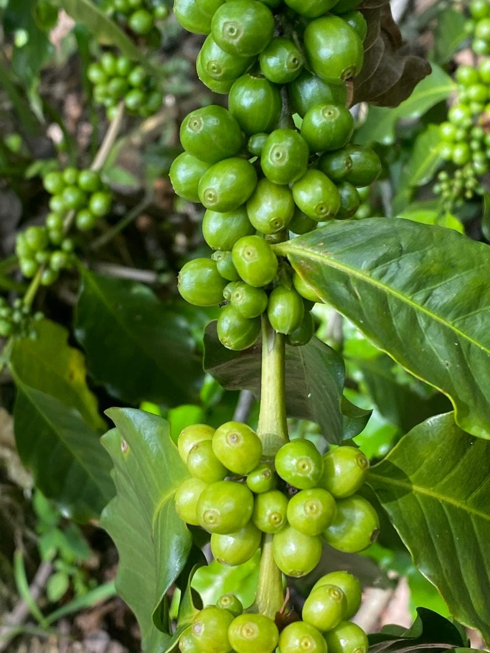 Cerezas de café verdes en la rama