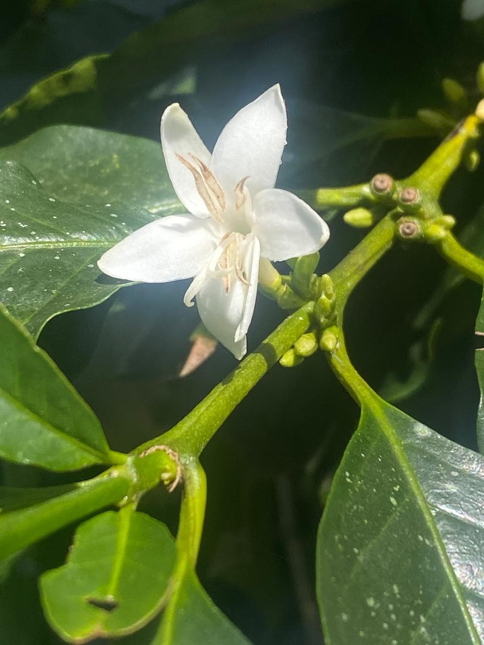 Flor de café en la planta